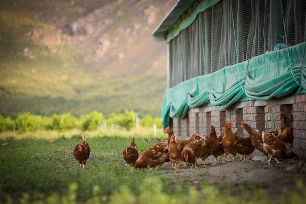 この美しい画像は フィールドと商業用鶏小屋の両方で無料の範囲の卵を産む鶏を紹介しています この写真は 鳥たちの自然の美しさと生活環境を捉え アグリの優れた視覚的表現を提供します — ストック写真