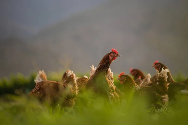 Güzel Resimde Hem Tarlada Hem Ticari Tavuk Kümesinde Yumurtlayan Tavuklar — Stok fotoğraf