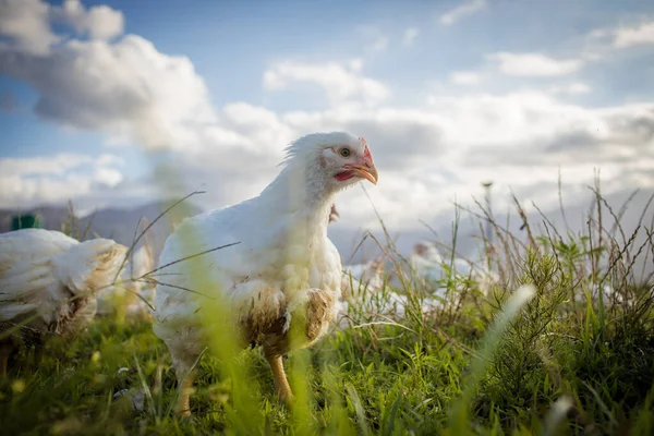 Zblízka Obraz Bílého Brojlera Kuřata Žijící Farmě Volném Výběhu Udržitelným — Stock fotografie