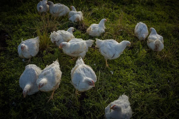 Beyaz Bir Izgara Tavuğun Görüntüsünü Yakın Çekim Serbest Bir Çiftlikte — Stok fotoğraf