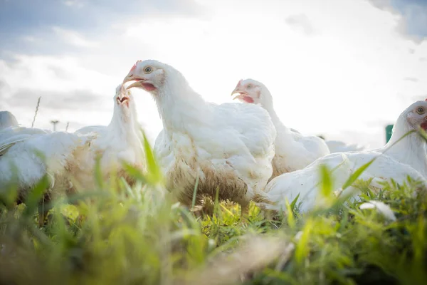 Zbliżenie Obrazu Białego Brojlera Kurczaka Żyjącego Gospodarstwie Wolnym Wybiegu Sposób — Zdjęcie stockowe