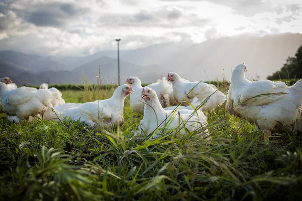 Närbild Vit Broiler Kyckling Som Lever Frigående Gård Ett Hållbart — Stockfoto