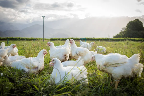 Närbild Vit Broiler Kyckling Som Lever Frigående Gård Ett Hållbart — Stockfoto