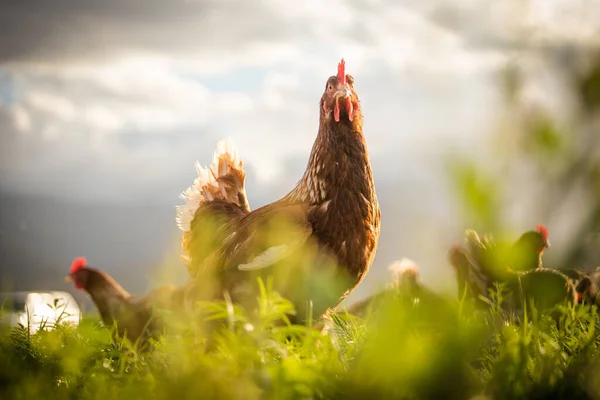 Этом Прекрасном Изображении Можно Увидеть Цыплят Несущих Яйца Поле Коммерческом — стоковое фото