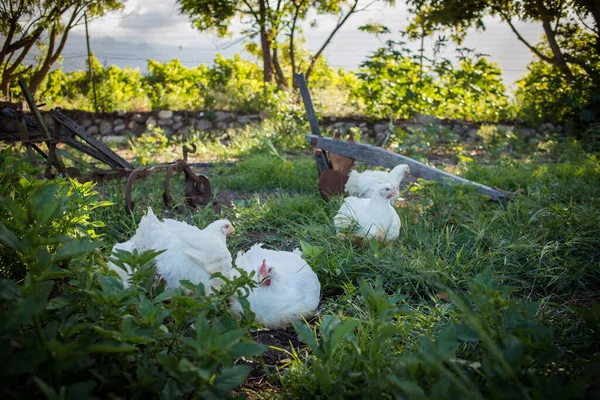 Beyaz Bir Izgara Tavuğun Görüntüsünü Yakın Çekim Serbest Bir Çiftlikte — Stok fotoğraf