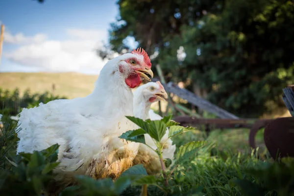 Крупным Планом Изображение Белого Цыпленка Бройлера Живущего Ферме Свободного Диапазона — стоковое фото