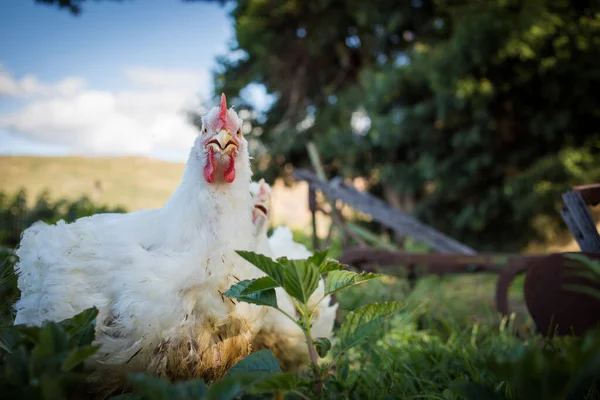 Zbliżenie Obrazu Białego Brojlera Kurczaka Żyjącego Gospodarstwie Wolnym Wybiegu Sposób — Zdjęcie stockowe