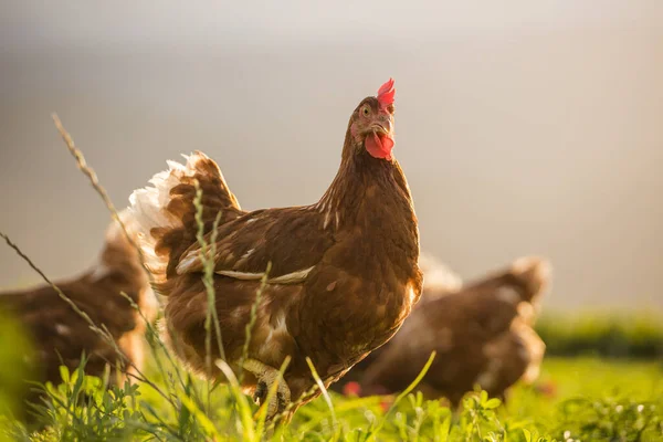 Dieses Schöne Bild Zeigt Freilaufende Hühner Die Eier Legen Sowohl — Stockfoto