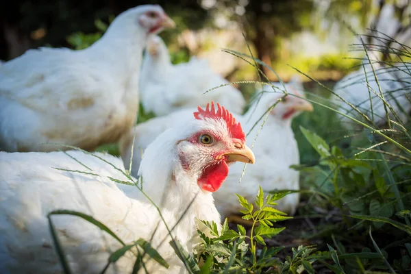以可持续的方式生活在自由农场的白色肉鸡的近照和没有虐待的画面 — 图库照片