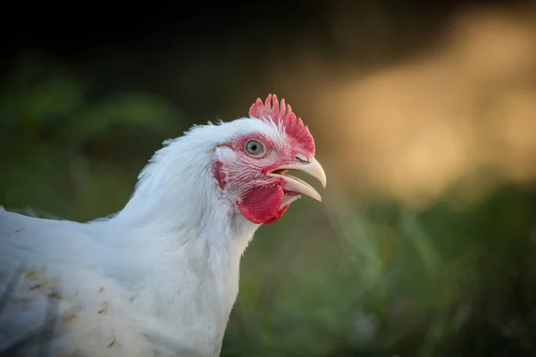 Close Image White Broiler Chicken Living Free Range Farm Sustainable — Stock Photo, Image