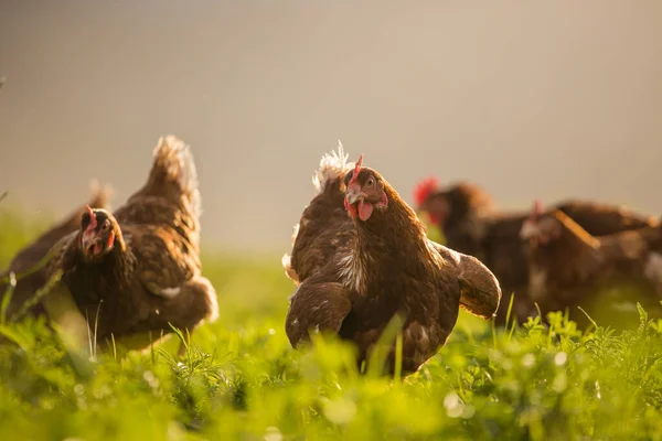 Gyönyörű Kép Szabadtartású Tojásrakó Csirkéket Mutat Egy Mezőn Egy Kereskedelmi — Stock Fotó
