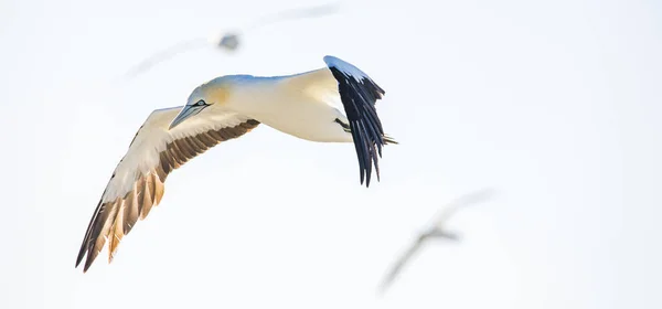 Close Image Cape Gannet Bird Big Gannet Colony West Coast — Stock Photo, Image