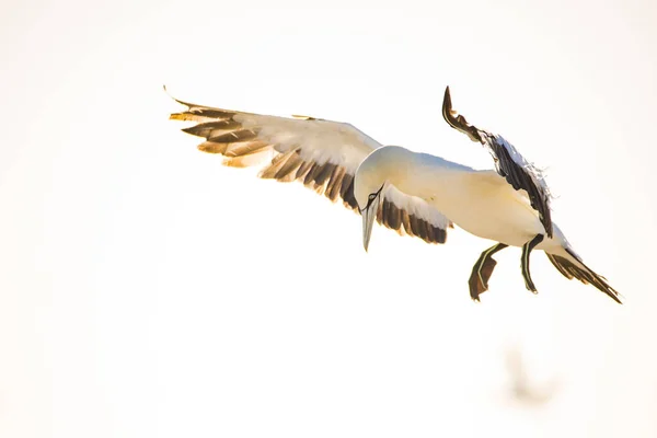 Close Image Cape Gannet Bird Big Gannet Colony West Coast — Stock Photo, Image