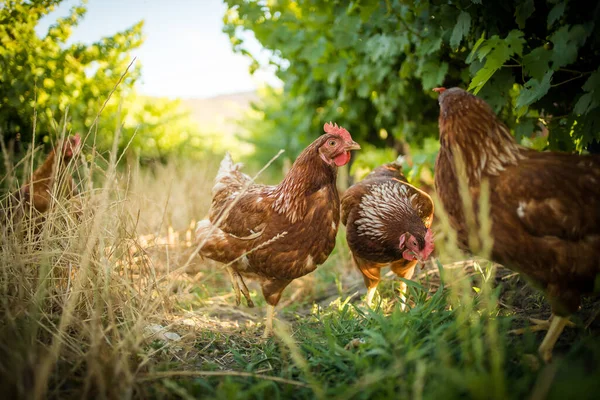 stock image This beautiful image showcases free-range egg-laying chickens in both a field and a commercial chicken coop. The photograph captures the natural beauty of these birds and their living environment, providing an excellent visual representation for agri