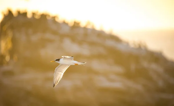 Nahaufnahme Eines Kap Gannet Vogels Einer Großen Basstölpelkolonie Der Westküste — Stockfoto