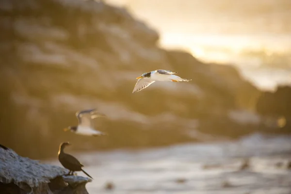 Image Rapprochée Oiseau Cape Gannet Dans Une Grande Colonie Gannets — Photo
