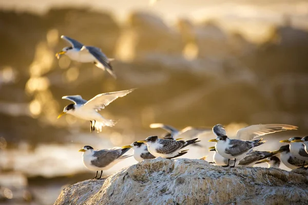 Immagine Ravvicinata Uccello Del Capo Gannet Una Grande Colonia Gannet — Foto Stock