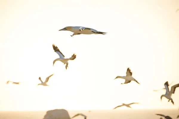 Зображення Птаха Мису Ґанне Великій Колонії Західному Узбережжі Південної Африки — стокове фото