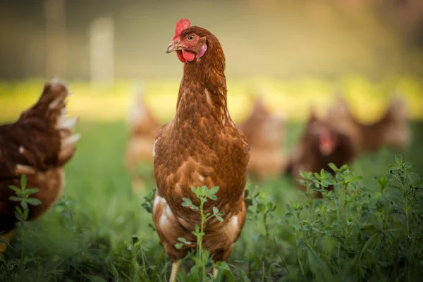 Tento Krásný Obraz Ukazuje Volně Žijící Kuřata Snášející Vejce Poli — Stock fotografie