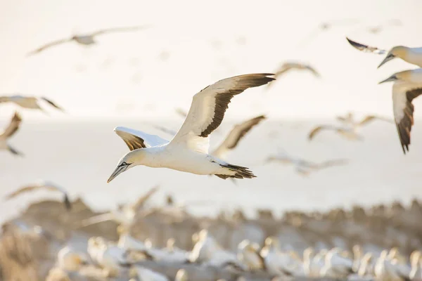 stock image Close up image of a Cape Gannet bird in a big gannet colony on the west coast of South Africa