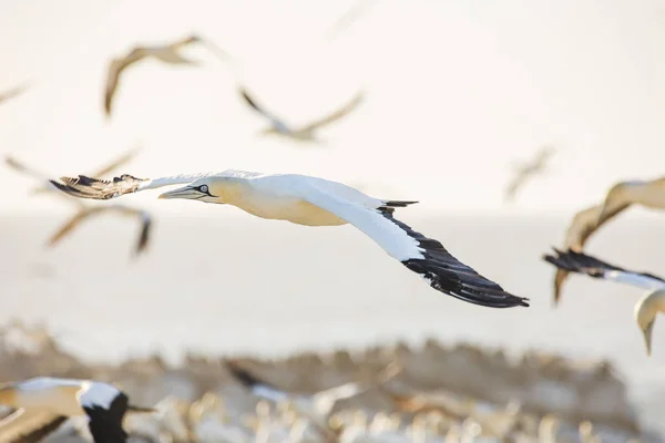 Närbild Cape Gannet Fågel Stor Gannetkoloni Sydafrikas Västkust — Stockfoto