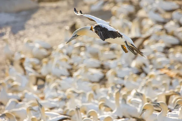 Stock image Close up image of a Cape Gannet bird in a big gannet colony on the west coast of South Africa