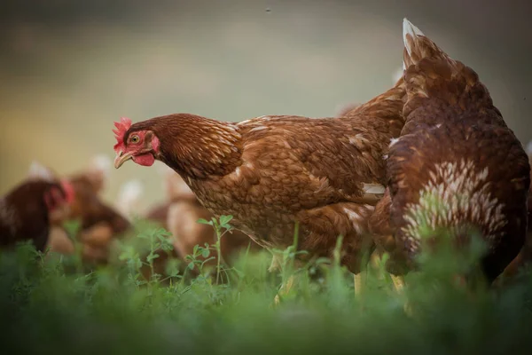 这张美丽的图片展示了在田野和商业鸡舍中自由放养的小鸡 这张照片捕捉到了这些鸟的自然美和它们的生存环境 为农业提供了极好的视觉表现 — 图库照片