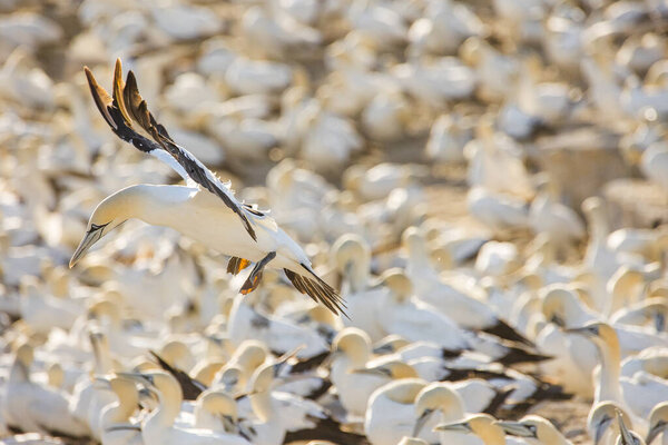 Close up image of a Cape Gannet bird in a big gannet colony on the west coast of South Africa