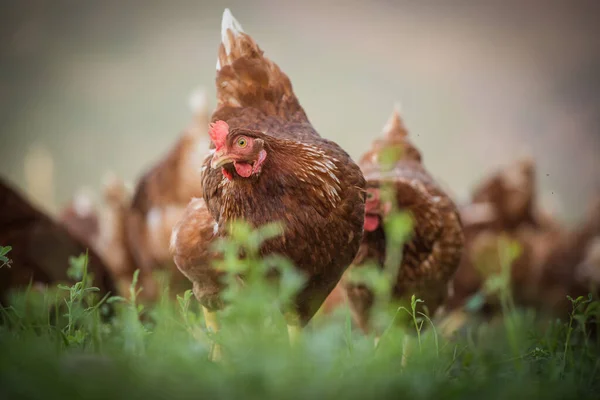 这张美丽的图片展示了在田野和商业鸡舍中自由放养的小鸡 这张照片捕捉到了这些鸟的自然美和它们的生存环境 为农业提供了极好的视觉表现 — 图库照片