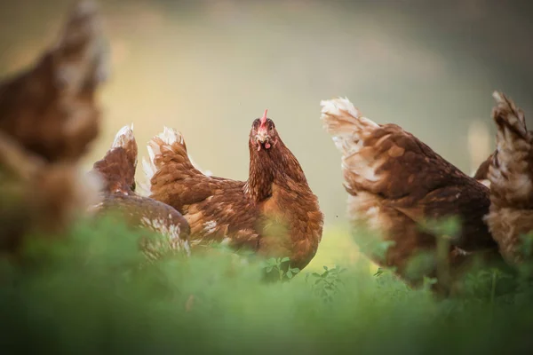 この美しい画像は フィールドと商業用鶏小屋の両方で無料の範囲の卵を産む鶏を紹介しています この写真は 鳥たちの自然の美しさと生活環境を捉え アグリの優れた視覚的表現を提供します — ストック写真
