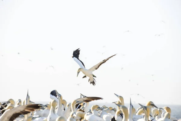 Close Afbeelding Van Een Cape Gannet Vogel Een Grote Gannet — Stockfoto
