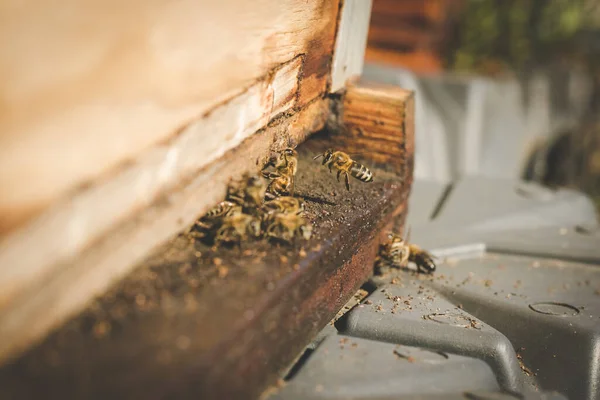 Κοντινό Πλάνο Εικόνα Των Μελισσών Αφήνοντας Μια Κυψέλη Μέλισσα Γονιμοποιήσει — Φωτογραφία Αρχείου