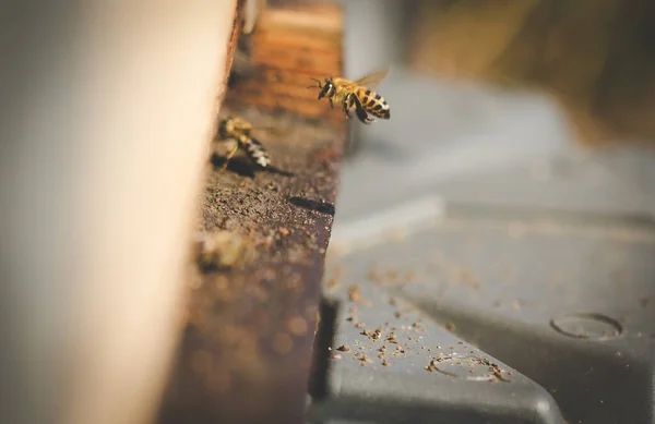 Κοντινό Πλάνο Εικόνα Των Μελισσών Αφήνοντας Μια Κυψέλη Μέλισσα Γονιμοποιήσει — Φωτογραφία Αρχείου