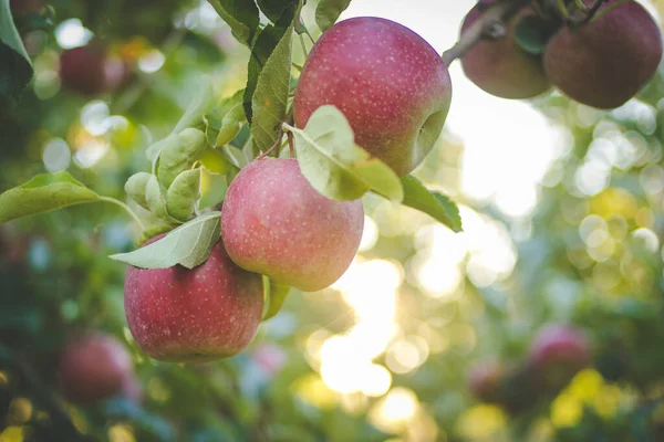 stock image Close up image of apples in an apple orchard in south africa