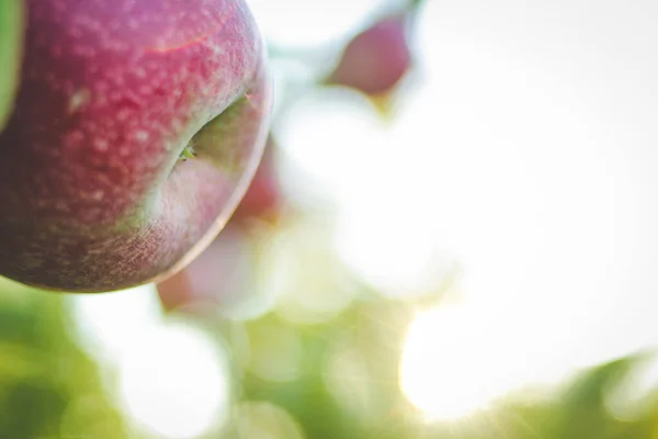 Close Afbeelding Van Appels Een Appelboomgaard Zuid Afrika — Stockfoto