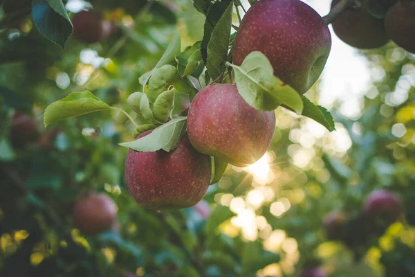 stock image Close up image of apples in an apple orchard in south africa