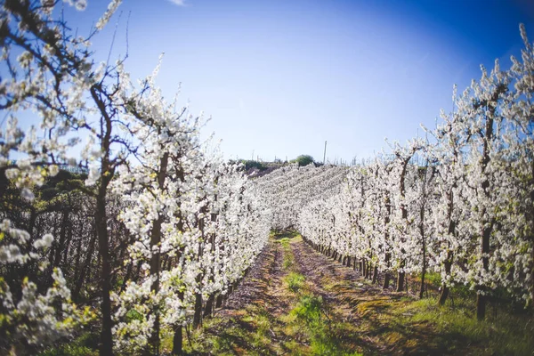 A stunning photo of an apple orchard in full bloom, with the trees covered in beautiful white blossoms, set against a clear blue sky.