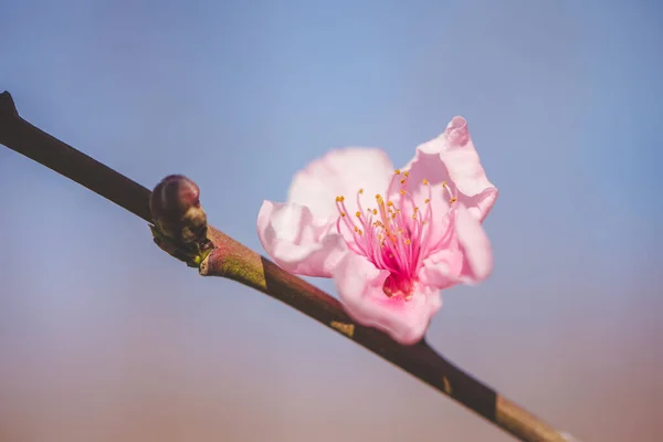 Çiçek Açmış Bir Elma Bahçesinin Çarpıcı Bir Fotoğrafı Güzel Beyaz — Stok fotoğraf