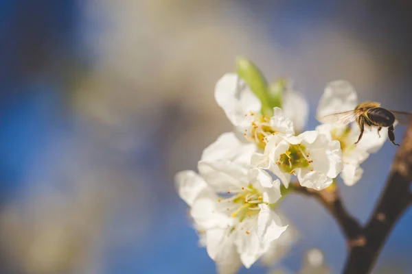Ohromující Fotografie Jablečného Sadu Plném Květu Stromy Pokrytými Krásnými Bílými — Stock fotografie