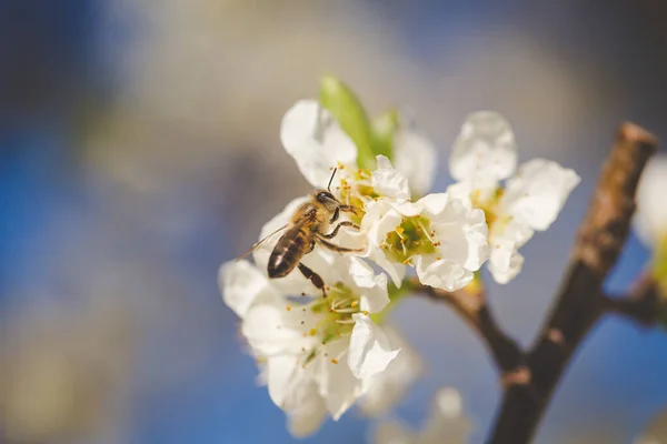 Ohromující Fotografie Jablečného Sadu Plném Květu Stromy Pokrytými Krásnými Bílými — Stock fotografie