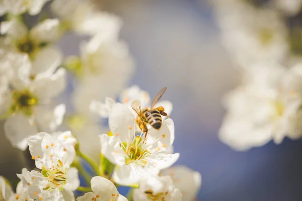 一张漂亮的照片映衬着一座盛开的苹果园 树上挂满了美丽的白花 衬托着蓝蓝的天空 — 图库照片