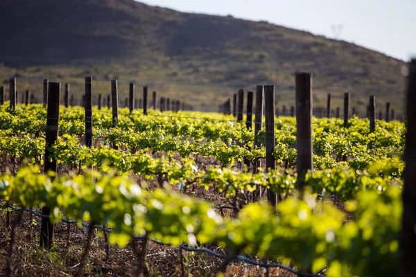 Scenic Foto Van Wijngaarden Kaap Wijngebieden Westelijke Kaap Van Zuid — Stockfoto