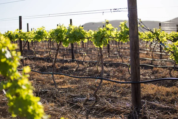 Photo Panoramique Des Vignobles Cap Winelands Dans Ouest Cap Afrique — Photo