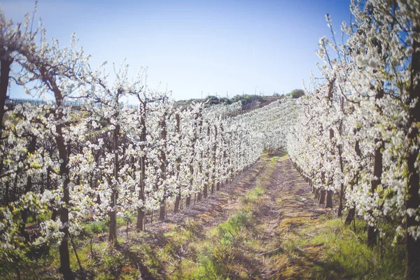 Una Foto Impresionante Huerto Manzanas Plena Floración Con Los Árboles Imagen De Stock