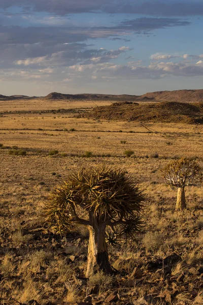 Splendida Immagine Paesaggistica Quiver Trees Nel Kalahari Nel Capo Nord — Foto Stock