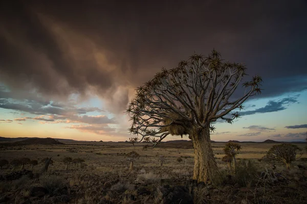 Ohromující Krajina Obraz Toulce Stromů Kalahari Severním Mysu Jižní Afriky — Stock fotografie