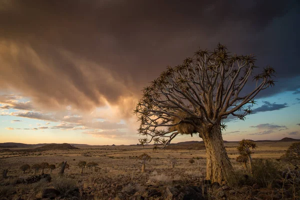 Impresionante Imagen Paisajística Quiver Trees Kalahari Cabo Norte Sudáfrica —  Fotos de Stock