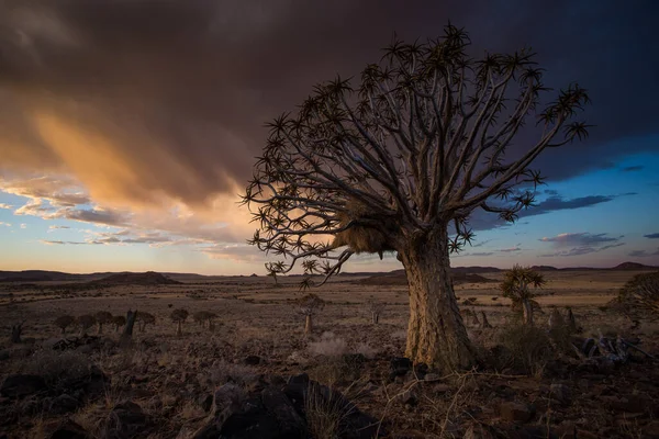 南非北部喀拉哈里的基弗树令人惊叹的景观图像 — 图库照片