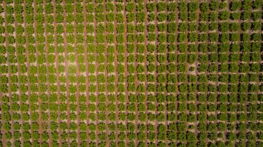Yüksek açılı, titizlikle organize edilmiş yeşil ağaçların simetrik sıralarına sahip bir meyve bahçesinin havadan görünüşü hassas tarımı ve sürdürülebilir tarım uygulamalarını gösteriyor..