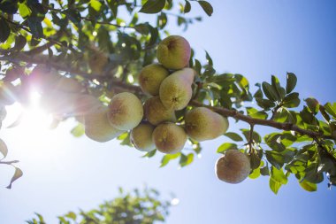 Meyve bahçesindeki bir ağaçtan sarkan olgun Abate Fetel armutlarından oluşan bir küme canlı yeşil yapraklar ve içinden süzülen güneş ışığı bu birinci sınıf armut çeşitliliğini doğal bir ortamda sergiliyor..
